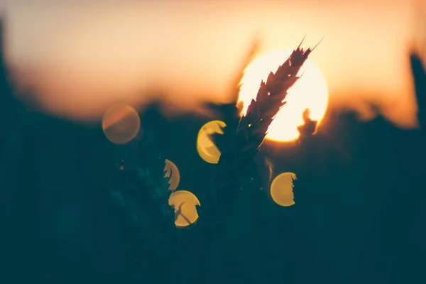 Silhueta de espigas de trigo na frente da bola de sol. Luz do pôr-do-sol acesa. Bela chama de sol bokeh — Fotografia de Stock