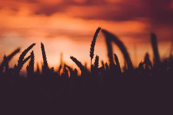 Céu dramático durante o pôr do sol com silhueta de espigas de trigo na frente. Luz traseira — Fotografia de Stock