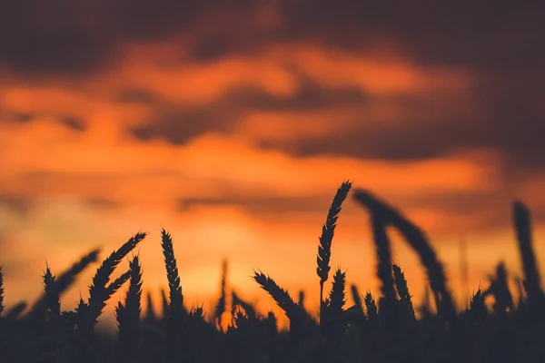 Céu dramático durante o pôr do sol com silhueta de espigas de trigo na frente. Luz traseira — Fotografia de Stock