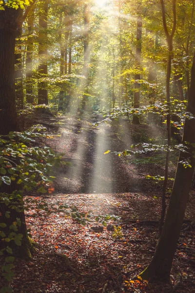 Forest path with sun rays comming through the tree leaves — Stock Photo, Image