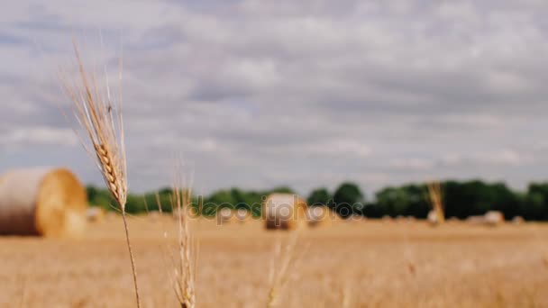 Stro stoomt op voorgrond. Balen hooi in een weide. Balen hooi gerold en klaar om te worden verpakt in een veld van de boeren in de zomer — Stockvideo