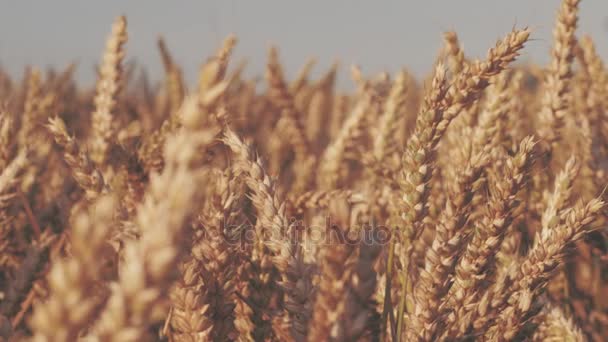 Сухая золотая пшеница шипы в солнечном свете, медленное движение куклы — стоковое видео
