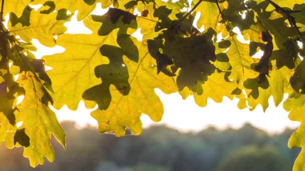 橡树叶子靠近。阳光透过树叶闪耀。笔移动 — 图库视频影像