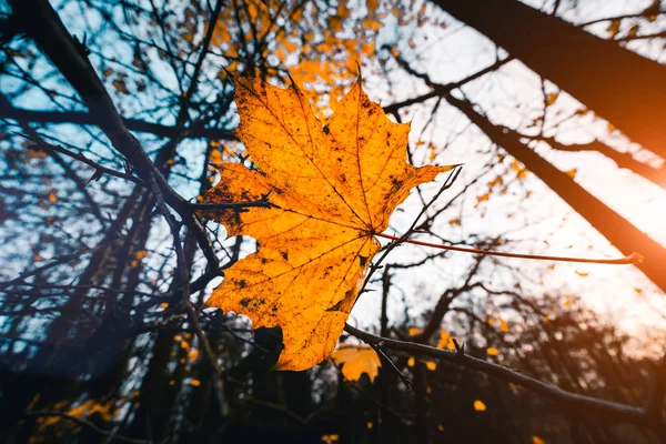 Pozdní podzim s poslední žluté maple leafs a stromy v pozadí — Stock fotografie