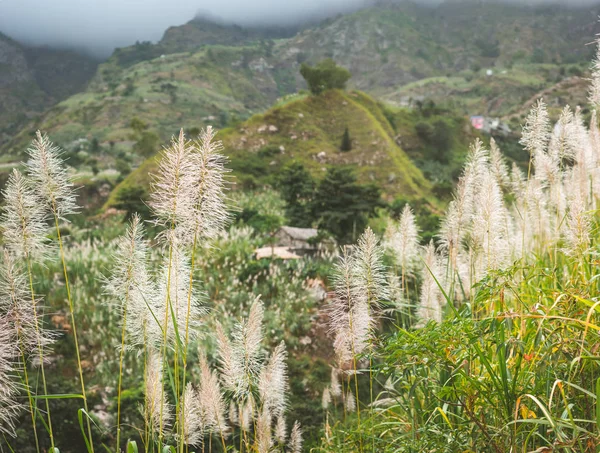 Landscape of vegetation and mountains and some local dwellings of the Paul Valley. Cultivated sugarcane, coffee and mango plants growing along valley. Santo Antao Island, Cape Verde