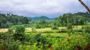 Çalıştırıcılar, pirinç tarraces, yağmurlu bulutlar Bali, Endonezya, hareket ediyor