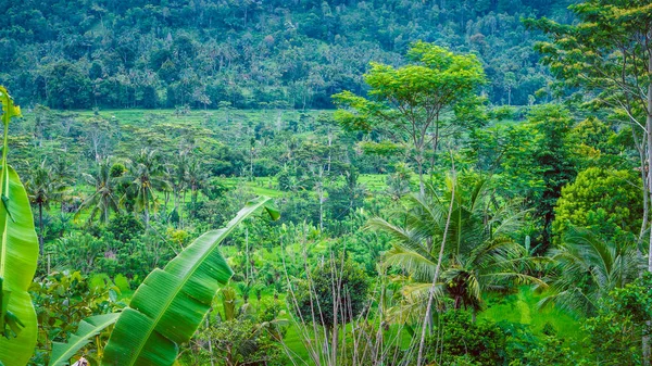 Giungla a Sidemen, Bali, Indonesia — Foto Stock