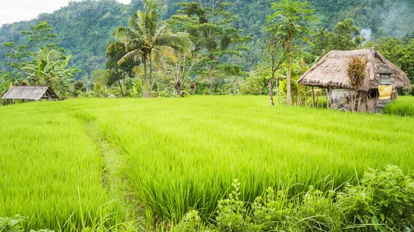 Çalıştırıcılar, Bali, Endonezya yemyeşil yeşil pirinç tarrace arasında siper al — Stok fotoğraf