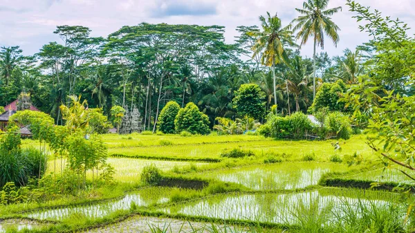 Terrazze di riso depositate sott'acqua, Bali, Indonesia — Foto Stock