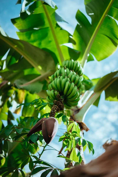 Frutos de plátano que cuelgan sobre mi cabeza en la ruta de trekking en un valle de Paul en Santo Antao, Cabo Verde — Foto de Stock