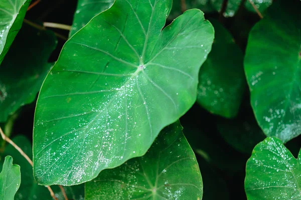 Kapka vody na lotosový list, tmavě zelené barevné listí, pozadí — Stock fotografie