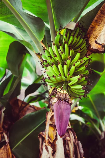 Frutas de plátano colgando de la palma. Ruta de senderismo en el valle de Paul. Santo Antao, Cabo Verde — Foto de Stock