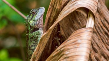 Lizard with Stump, Calotes Emma on Banan Leaf, Krabi, Tayland.