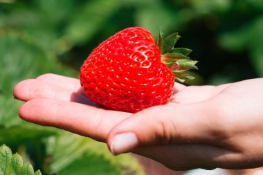 Bir tek kırmızı çilek içinde palmiye. Arka planda yeşil yaprakları