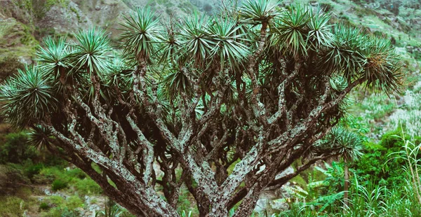 Dragon Tree on Santo Antao, Cape Verde Cabo Verde — Stock Photo, Image