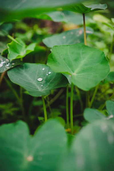 Loto foglie con alcune gocce d'acqua di rugiada del mattino su di esso — Foto Stock