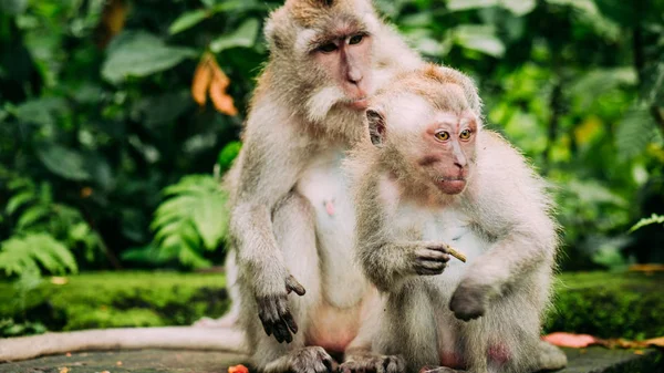 Macaco de cauda longa com filhotes em forragem. Macaca fascicularis, na Floresta do Macaco Sagrado, Ubud, Indonésia — Fotografia de Stock