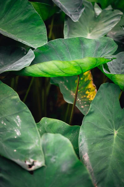 Une feuille de lotus se distingue de l'autre dans la vallée — Photo