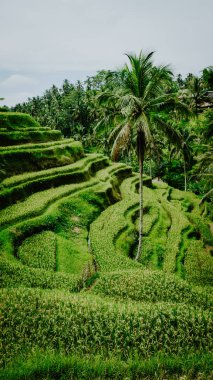 Art arda sıralı, büyüyen güzel palmiye ağaçları Ubud, Bali, Endonezya inanılmaz tegalalang pirinç Teras alanı
