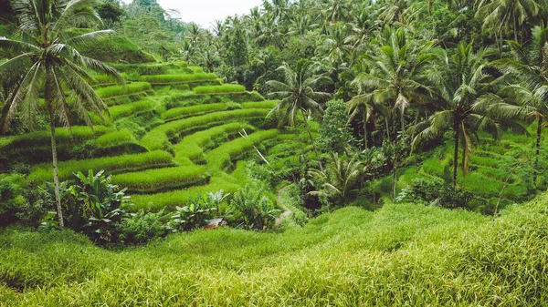 Tegalalang Rice Terrace, Ubud, Bali, Indonésie — Stock fotografie