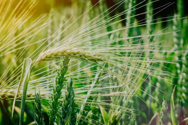 Green wheat filed in evening sun light — Stock Photo, Image