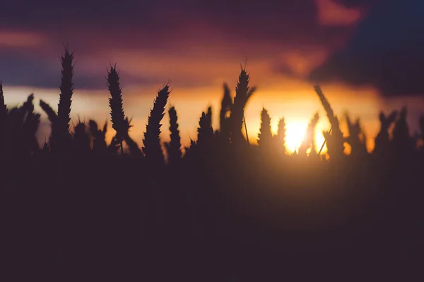 Silhueta de espigas de trigo em luz quente do pôr do sol. Luz natural do pôr do sol. Bela chama de sol bokeh — Fotografia de Stock