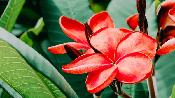 Mazzo di fiori di plumeria frangipani rossi nella giornata di sole — Foto Stock