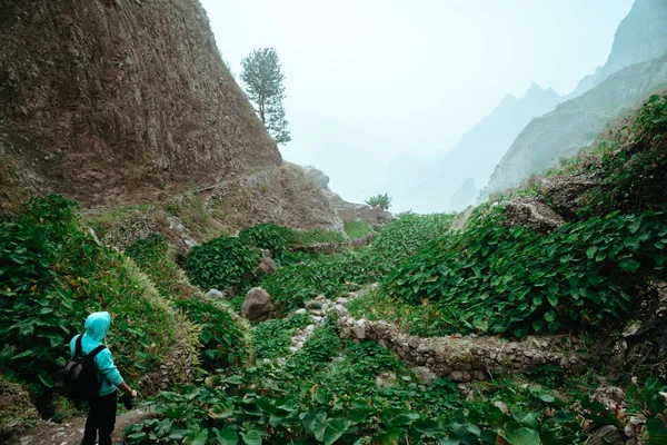 Randonneur masculin marchant dans un paysage brumeux merveilleux. D'énormes roches entourent un ravin fertile rempli de plantes de lotus. Santo Antao Cap Vert — Photo