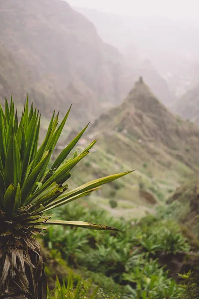 Agave plants in front of lombo de pico rock in Xo-xo valley. Тропа номер 202 над Рабо Курто до Рибейра-да-Торре. Санто-Антао-Айленд — стоковое фото