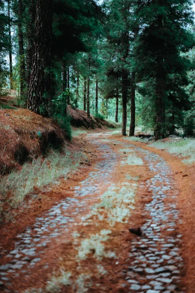 Old winding cobbledpath leading through an evergreen coniferous forest — Stock Photo, Image
