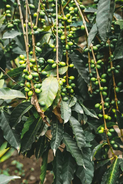 Pěstují místní káva plantage. Větev s zelená kávová zrna a zeleň. Ostrov Santo Antao, Kapverdy. — Stock fotografie