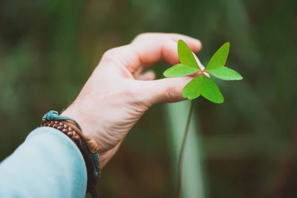 Hand van de man met een exotische groene klaver verlaten. Groene onscherpe achtergrond — Stockfoto