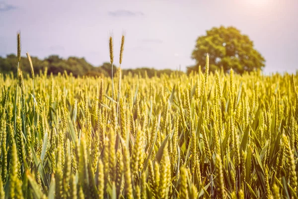 Campo de trigo em pleno sol e carvalho velho em fundo — Fotografia de Stock