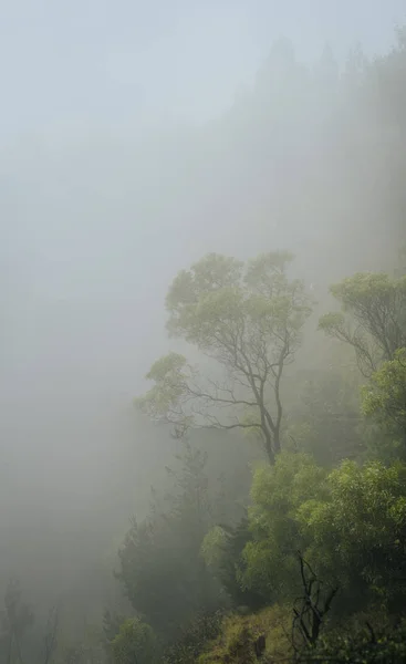 Declive de montanha arborizada em névoa baixa com as coníferas perenes e eucaliptos envoltos em névoa — Fotografia de Stock