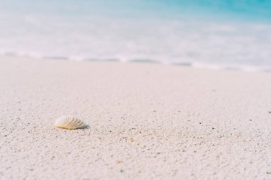 Okyanus dalgaları arka planda çalışırken defokused beyaz köpük ile kum plajındaki deniz kabuğu. Masmavi su ile tropikal plaj