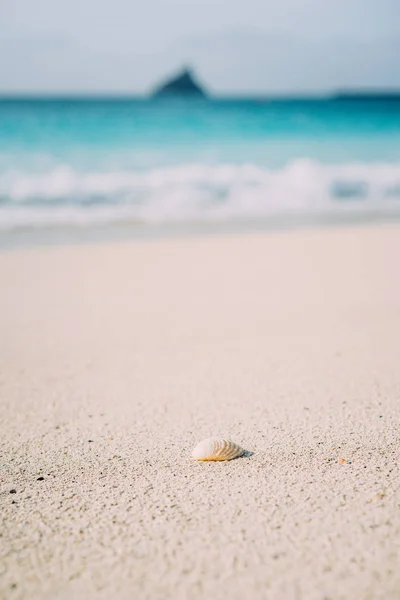 Seashell on sandy beach with defokused white foam of rolling ocean waves in background. Tropical beach with azure water — Stock Photo, Image