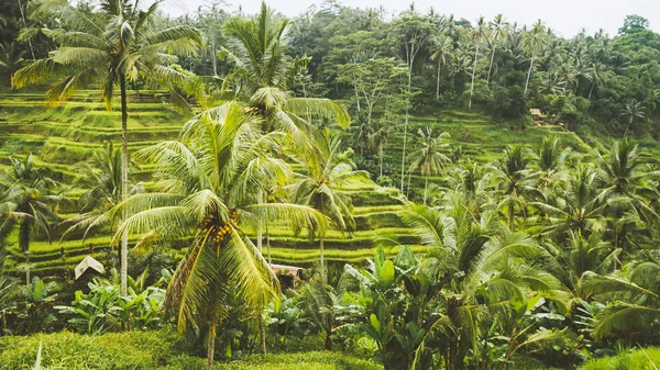 Campos surpreendentes do terraço do arroz de Tegalalalang e algumas palmeiras ao redor, Ubud, Bali, Indonésia — Fotografia de Stock