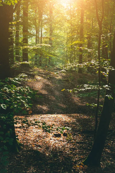 Väg i skogen med solljus nödraketer — Stockfoto