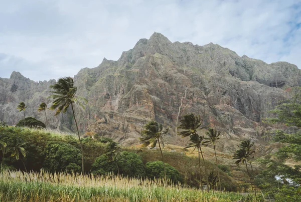 Palm trees in front of arid rocky terrain. Huge barren mountain in background. Santo Antao Island, Cape Verde — Stock Photo, Image