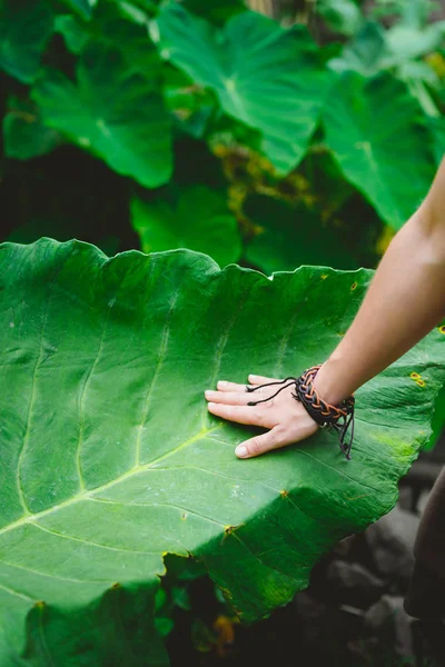 Mão feminina acariciando tocando enorme folha de lótus — Fotografia de Stock