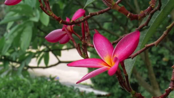 Tropikal kıyı meltemiyle hareket eden kırmızı frangipani plumeria çiçekli dallar — Stok video