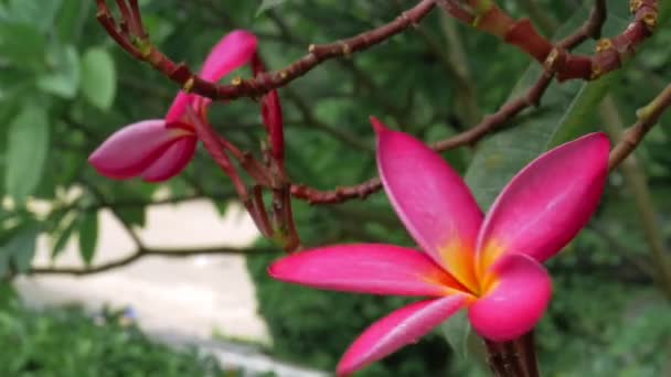 Tropikal okyanus esintisi ile hareket eden kırmızı frangipani plumeria çiçekli dallar — Stok video