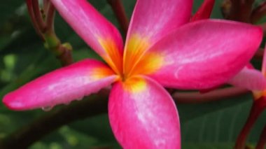 Lila plumeria çiçeği tropikal yağmur sonra portre