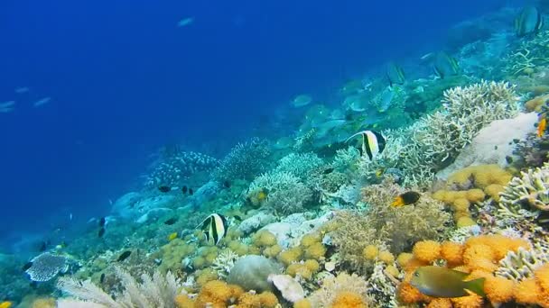 Intact coral wall with high density of reef fish. Moorish Idol — Stock Video