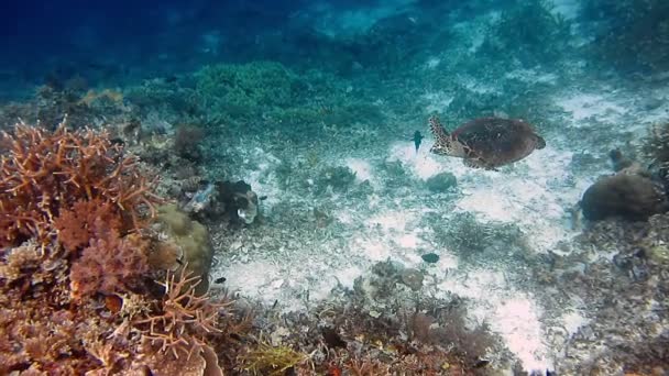A tengeri teknős átúszik a korallzátonyon. Sólyomteknős