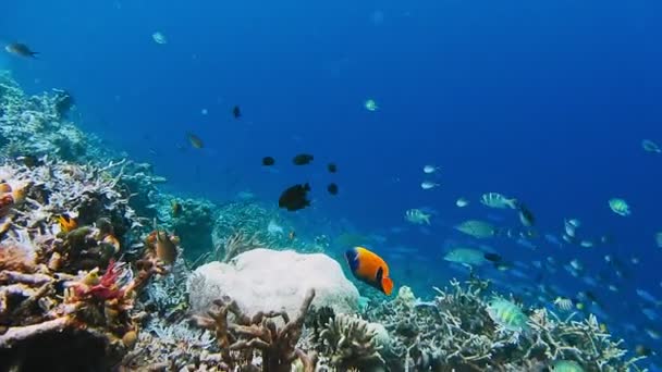 Paysage sous-marin du récif corallien. Incroyable monde de la vie sous-marine. Plongée sous-marine et plongée avec tuba — Video