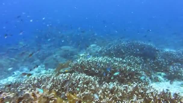 Impresionantes variedades de coral vírgenes y muchas especies de peces — Vídeos de Stock