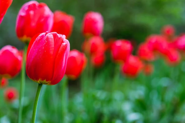 Grupo de tulipanes rojos en el parque. Tiempo de primavera — Foto de Stock