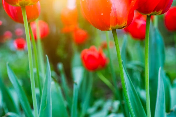 Grupo de tulipanes rojos en el parque con luz solar retroiluminada. Tiempo de primavera — Foto de Stock