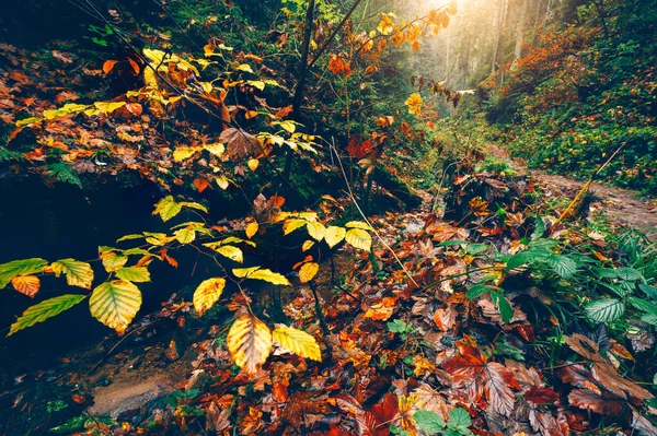 Sendero sendero a través del hermoso valle del bosque de otoño con árboles, haya de color dorado, álamo y hojas de arce en la luz suave de la mañana —  Fotos de Stock